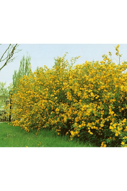 Керія Пленіфлора кущ з жовтими квітами