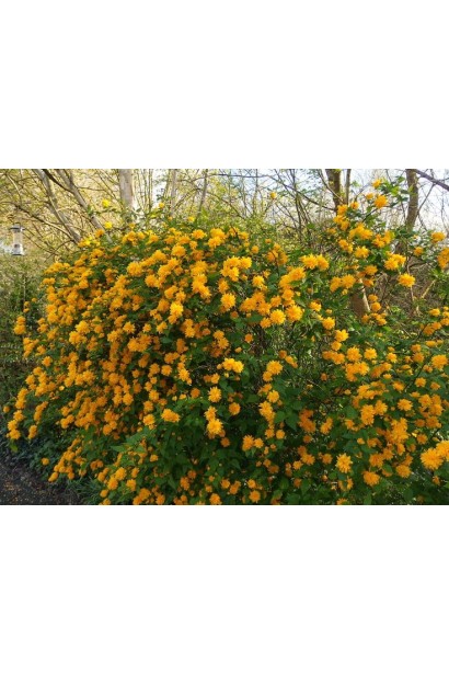 Kerria japonica Pleniflora