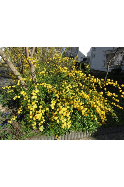 Керія японська Pleniflora