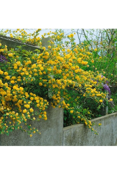 Керія Pleniflora в ландшафті