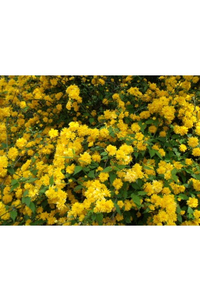 Керія японська Пленіфлора