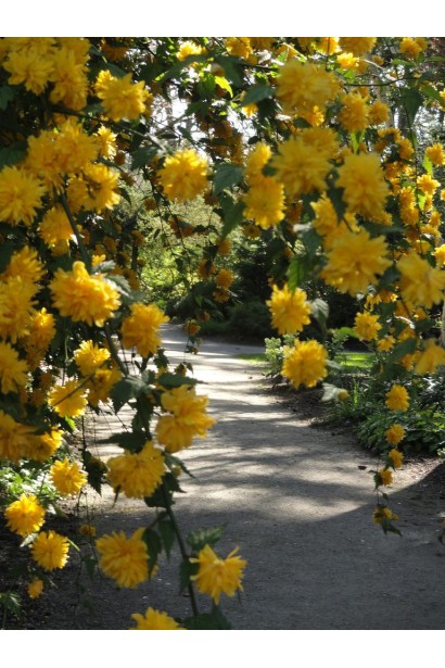 Троянда японська