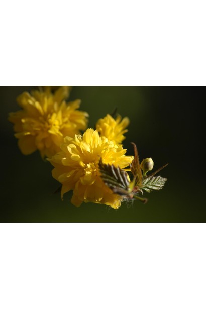 Махрові золотисто-жовті квіти керії Пленіфлора