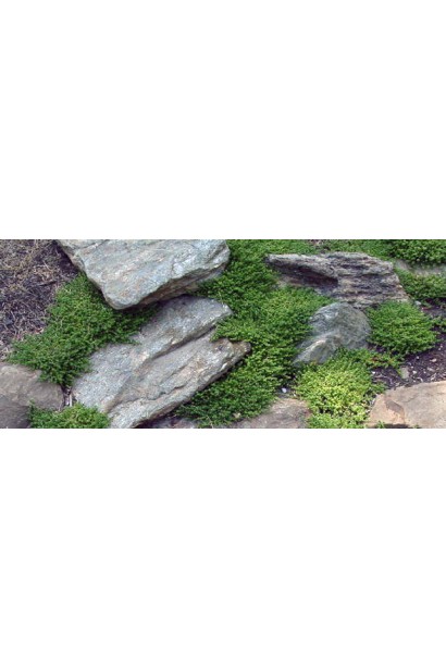 Очиток білий 