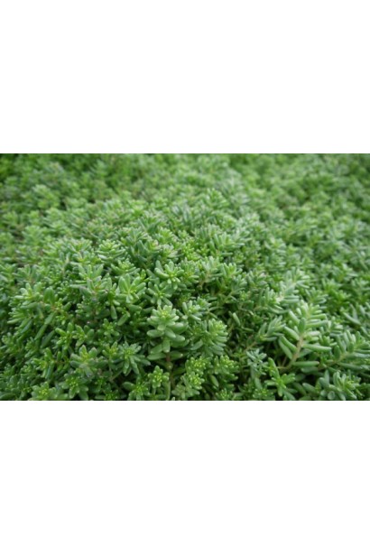 Очиток білий - ґрунтопокривна рослина з соковитими зеленими листками