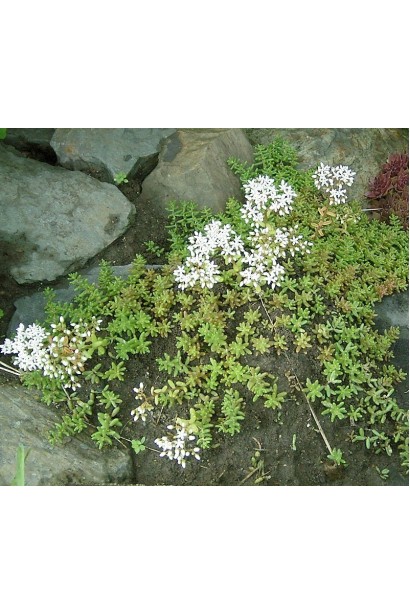 Очиток білий - рослина з ніжними білими квітами на тлі соковитого листя