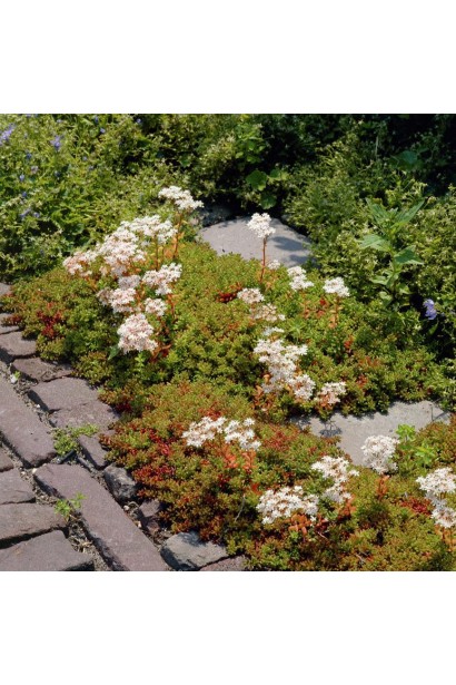 Очиток білий - рослина із зеленими листками, які набувають червоного відтінку влітку