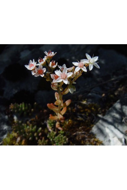 Sedum album - декоративний багаторічник із білими зіркоподібними квітами