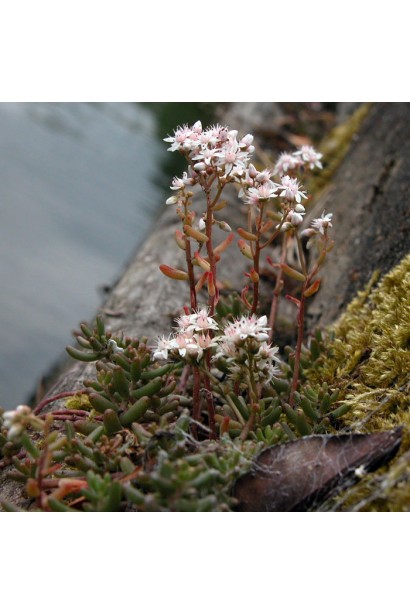 Квіти очитка білого - маленькі білі зірочки, що з’являються влітку