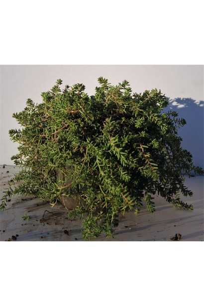 Сукулент очиток білий - стійкий до посухи багаторічник.