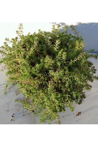 Сукулент очиток білий 