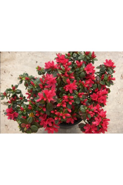 Азалія Ардеур із пишними червоними квітами.