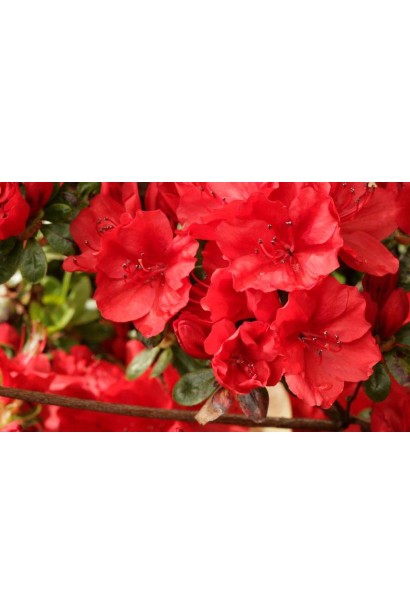 Rhododendron Ardeur / Azalea