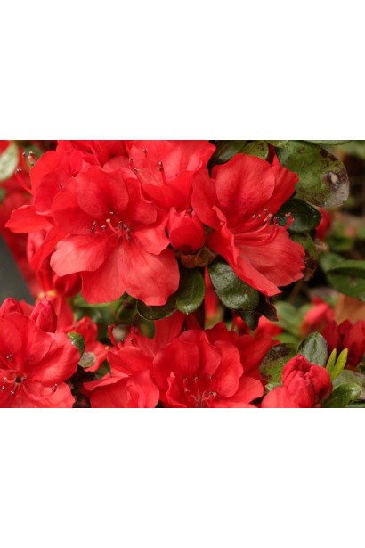 Рододендрон Ардеур прикрашає сад яскравими квітами.