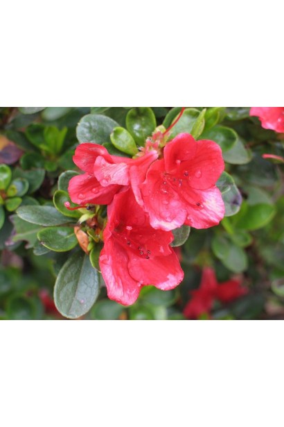 Квіти Рододендрон Ардеур / Азалія