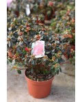 Рододендрон Ардеур / Азалія | Рододендрон Ардеур / Азалия | Rhododendron Ardeur / Azalea