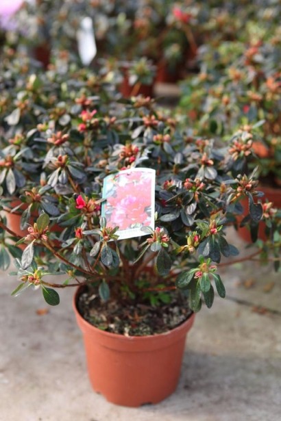 Яскравий акцент для клумби – Rhododendron Ardeur.