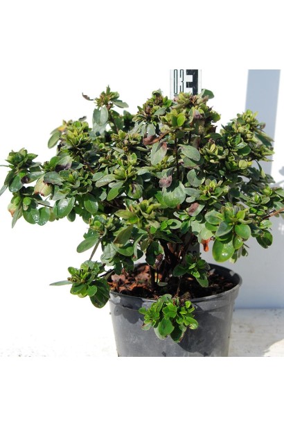 Листя рододендрону Ардеур густе та блискуче.