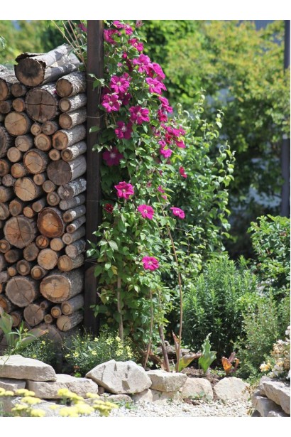 Clematis Rouge Cardinal