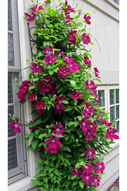 Ломонос Руж Кардинал вертикальное озеленение стены дома