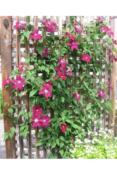 Клематис Роз Кардинал витка цветущее растение