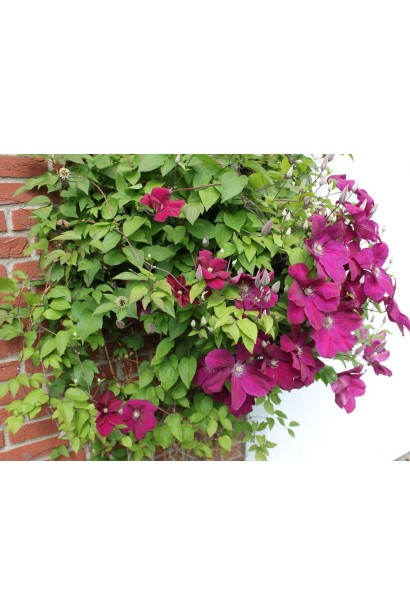 Ломонос / Клематис Руж Кардинал