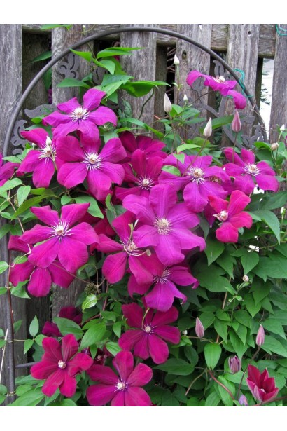 Ломонос  Руж Кардинал цветущая лиана