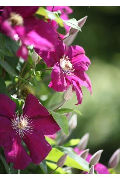 Ломонос Руж Кардинал бархатные пурпурные цветы