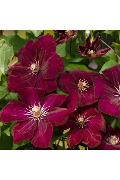 Ломинис Руж Кардинал пурпурно-красный