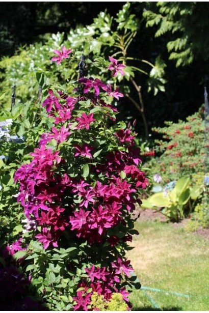 Ломиніс пурпуровий Рюйтель