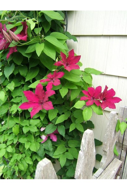 Клематіс Рюйтель в ландшафті