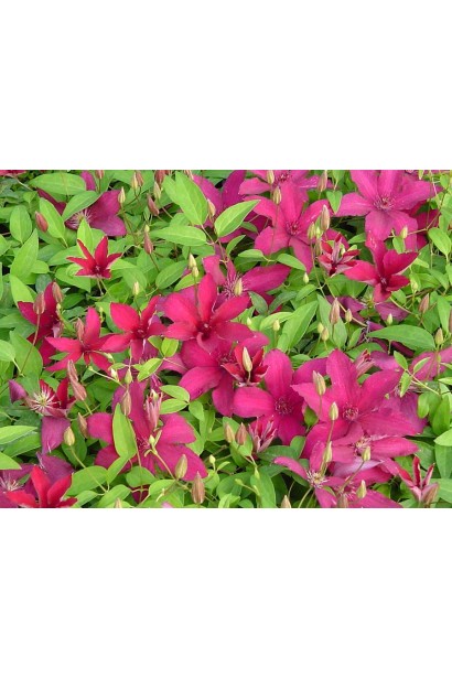 Ломиніс / Клематіс Рюйтель