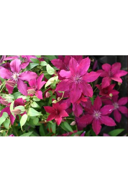 Ломиніс Ruutel