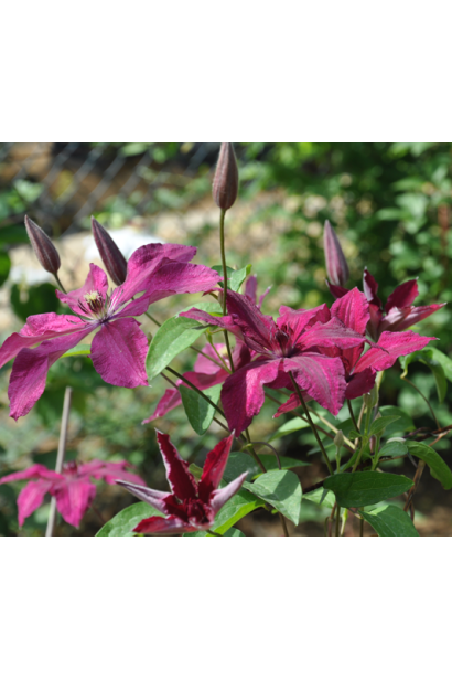 Clematis Ruutel