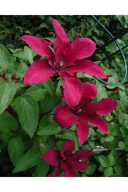 Ломиніс Рюйтель оксамитові пурпурово-червоні квіти