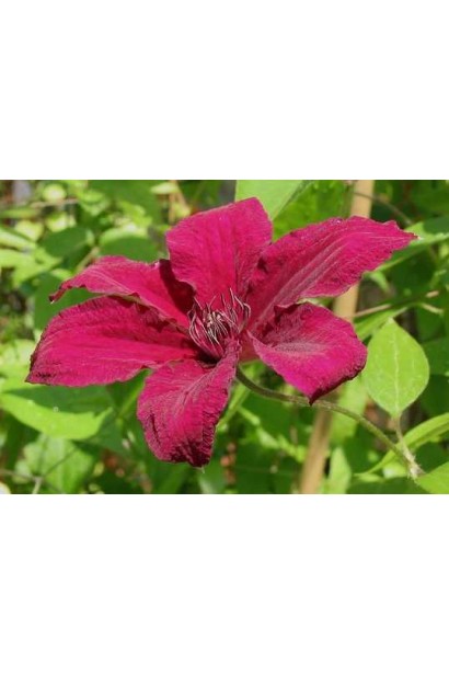 Клематіс Рюйтель велика квітка зірчастої форми