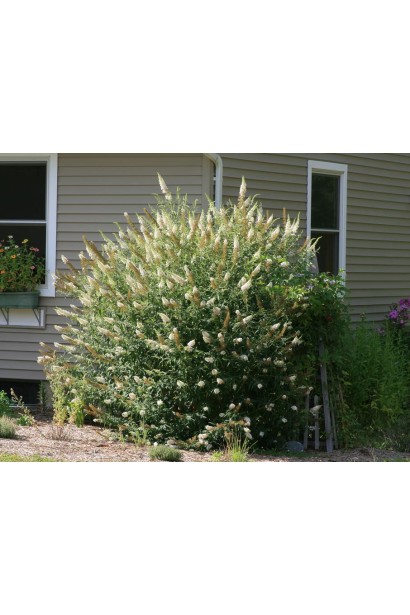 Будлея Давида Вайт Проф`южен квітучий кущ щільної округлої форми