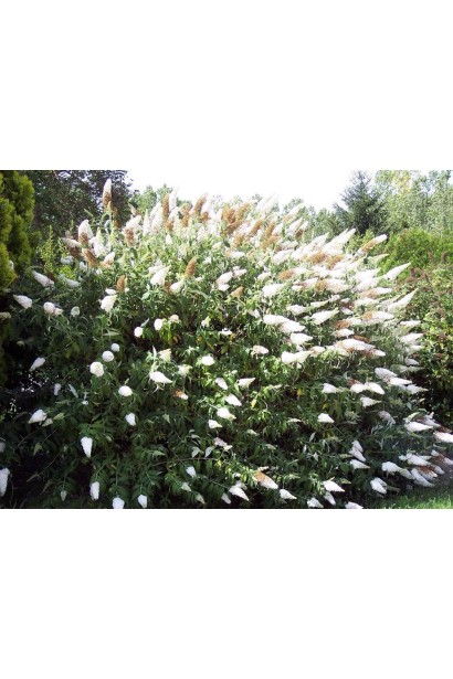 Будлея Давида Уайт Проф`южн в саду  