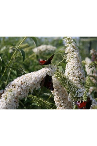 Будлея Давида Вайт Проф`южн  білі суцвіття