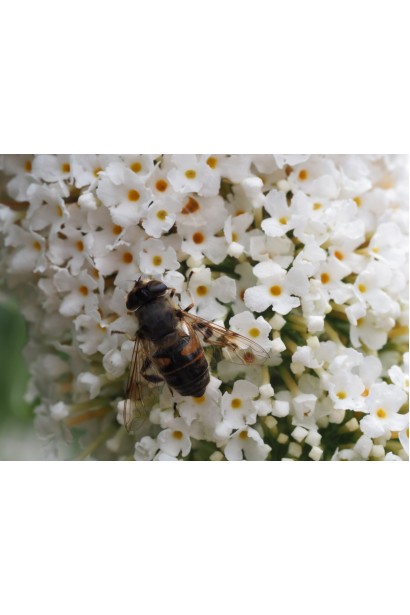 Buddleja davidii White Profusion