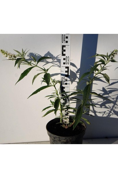 Будлея Давида Вайт Проф`южн в горщику 30-40 см