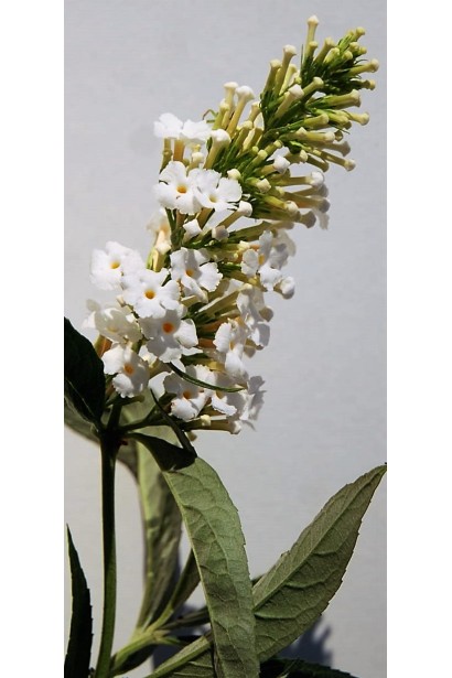 Будлея Давида Вайт Проф`южн квітка