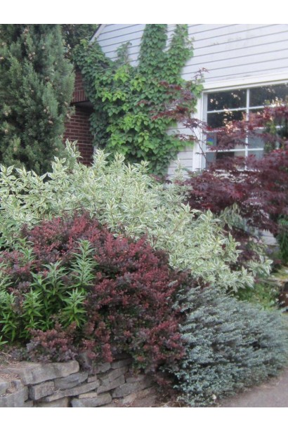 Дерен белый Сибирика Вариегата в ландшафте