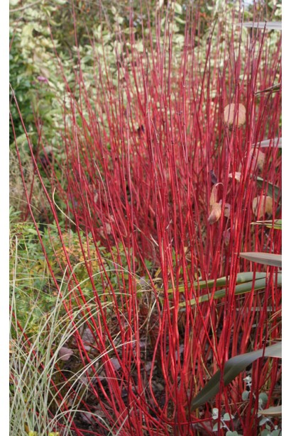 Дерен Сибирика Вариегата алые побеги