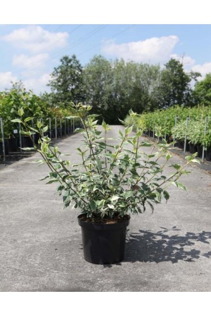 Дерен белый Сибирика Вариегатасаженец в горшочке 3 л