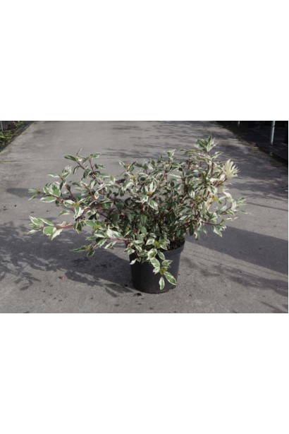 Дерен белый Сибирика Вариегат контейнер