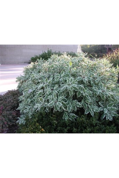 Корнус Сибирика Вариегата