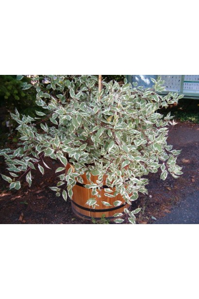 Cornus Sibirica Variegata в декоративном горшке.