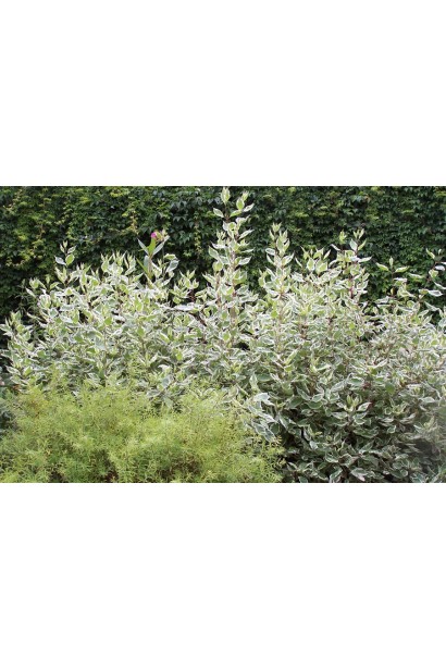 Cornus alba Sibirica Variegata