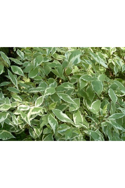 Дерен Сибирика Вариегата листья зеленые с кремовыми пятнами